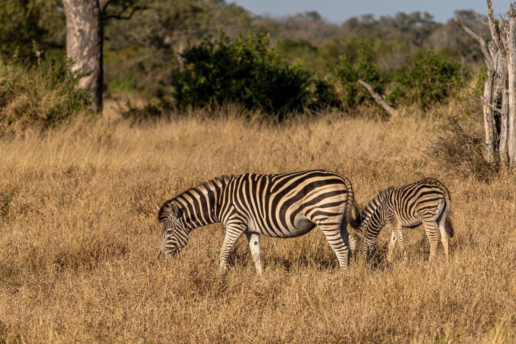 Ndzhaka Tented Camp заповідник Маньєлеті Екстер'єр фото