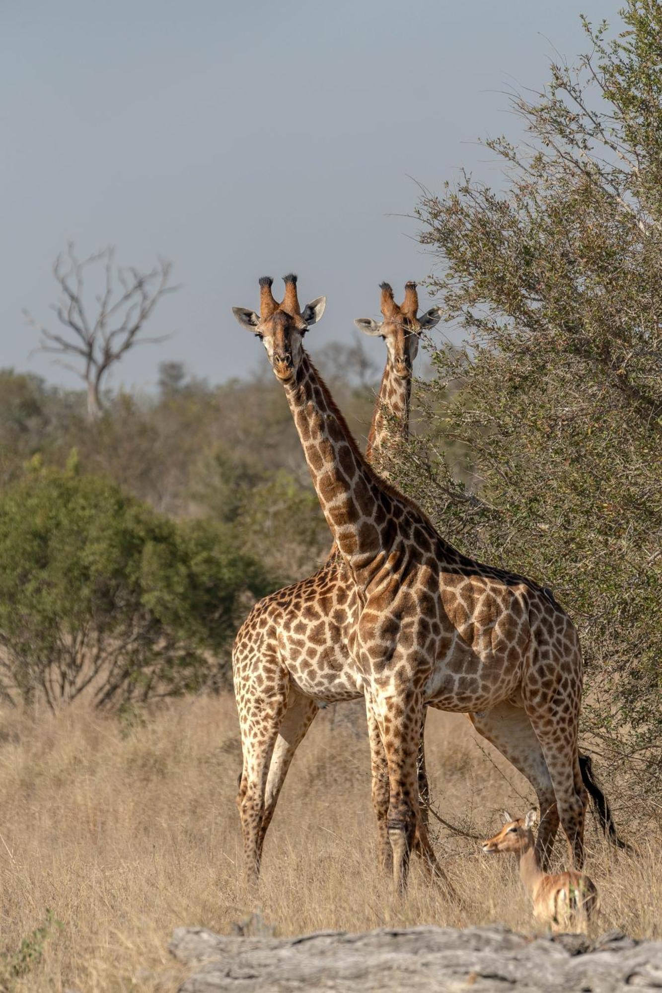 Ndzhaka Tented Camp заповідник Маньєлеті Екстер'єр фото