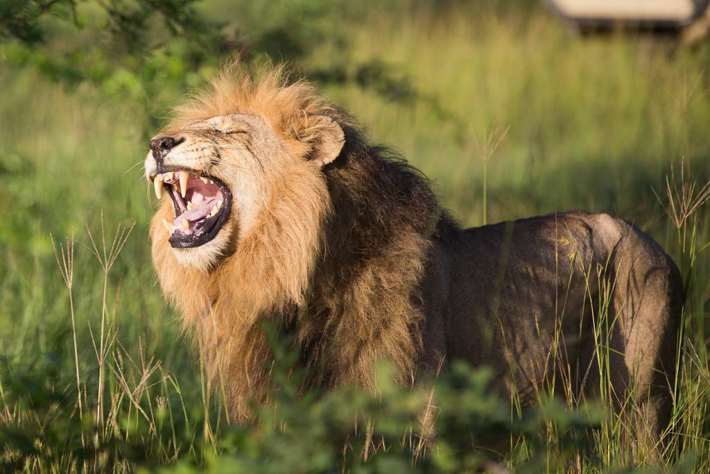 Ndzhaka Tented Camp заповідник Маньєлеті Екстер'єр фото