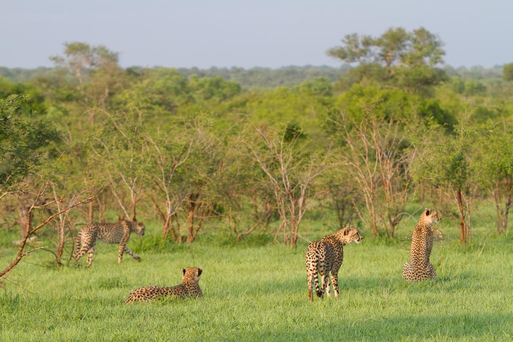 Ndzhaka Tented Camp заповідник Маньєлеті Екстер'єр фото