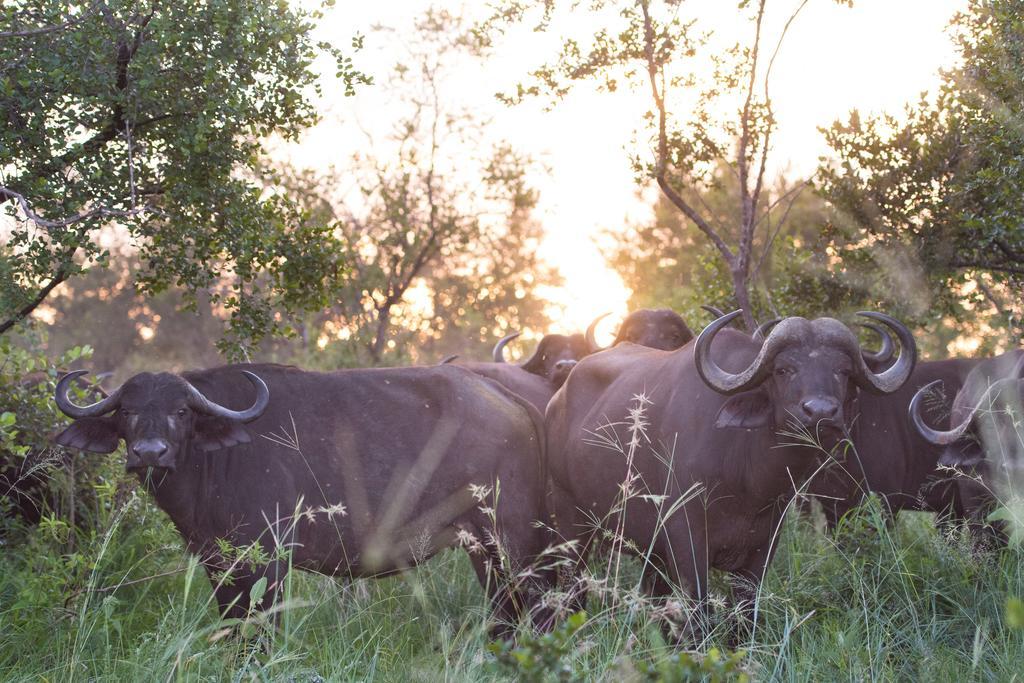 Ndzhaka Tented Camp заповідник Маньєлеті Екстер'єр фото